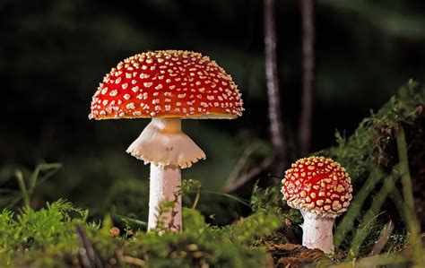 Arti mimpi dapat jamur  Berikut ini adalah simbol alami jamur yang tumbuh di kasur dan dipercaya memberikan angka keberuntungan sebagai berikut: 2D =26-44